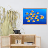 School of Tropical Coral Fish Angelfish Isolated In Blue Ocean Water Animal  Wildlife Photograph Framed Wall Art Prints