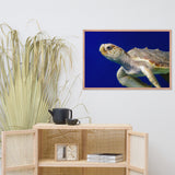 Sea Turtle 2 Animal Wildlife Photograph Framed Wall Art Prints