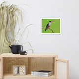 Black Capped Kingfisher Bird on Perch Animal Wildlife Photograph Framed Wall Art Prints
