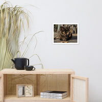 Chocolate the Stray Kitten Animal Wildlife Cat Photograph Framed Wall Art Prints