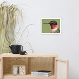 Close-up Ruby-throated Hummingbird Animal Wildlife Photograph Framed Wall Art Prints