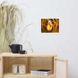 Close-up Orange Tropical Clownfish Face in Coral Animal Wildlife Photograph Framed Wall Art Print