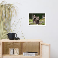 Baby Brown Bear Cubs In Forest Wildlife Photo Framed Wall Art Print