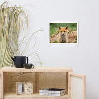 Baby Red Fox Coming Out Wildlife Photo Framed Wall Art Prints