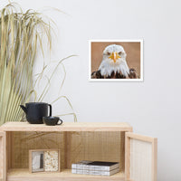 Bald Eagle Portrait Close-up 2 Wildlife Photograph Framed Wall Art Prints