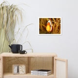 Close-up Orange Tropical Clownfish Face in Coral Animal Wildlife Photograph Framed Wall Art Print