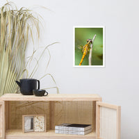 Dragonfly at Bombay Hook Animal Wildlife Photograph Framed Wall Art Prints