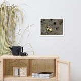 Fiddler Crab Animal Wildlife Photograph Framed Wall Art Prints