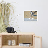 Oh That's Cold Coastal Bird Animal Wildlife Photograph Framed Wall Art Prints