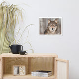 Portrait of Gray Wolf In The Forest Animal Wildlife Nature Photograph Framed Wall Art Prints