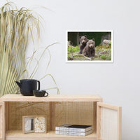 Baby Brown Bear Cubs In Forest Wildlife Photo Framed Wall Art Print