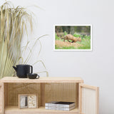 Baby Red Fox On The Move Animal Wildlife Photograph Framed Wall Art Prints