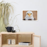 Bald Eagle Portrait Close-up 2 Wildlife Photograph Framed Wall Art Prints