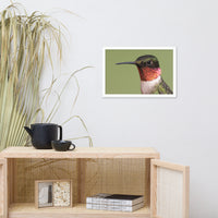 Close-up Ruby-throated Hummingbird Animal Wildlife Photograph Framed Wall Art Prints