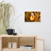 Close-up Orange Tropical Clownfish Face in Coral Animal Wildlife Photograph Framed Wall Art Print