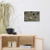 Fiddler Crab Animal Wildlife Photograph Framed Wall Art Prints