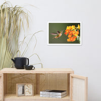 Hummingbird with Little Yellow-Orange Flowers Animal Wildlife Photograph Framed Wall Art Prints