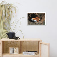 Red Fox Face in Stump Of Tree Animal Wildlife Nature Photograph Framed Wall Art Prints
