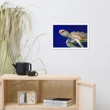 Sea Turtle 2 Animal Wildlife Photograph Framed Wall Art Prints