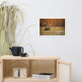 Big Brown Bear Crossing The Marshlands Wildlife Photo Framed Wall Art Prints