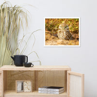 Burrowing Owl in Golden Light Wildlife Nature Photo Framed Wall Art Prints