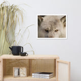 Wolf Eyes Animal / Wildlife Photograph Framed Wall Art Prints
