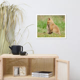 Baby Red Foxes Sibling Kisses Animal Wildlife Photograph Framed Wall Art Prints
