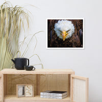 Bald Eagle Portrait Close-up Wildlife Photograph Framed Wall Art Prints