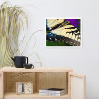 Butterfly Wings Wildlife Photo Framed Wall Art Prints