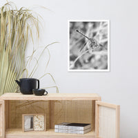 Dragonfly in Black and White Animal Wildlife Photograph Framed Wall Art Prints