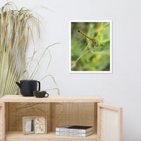 Dragonfly Wildlife Photo Framed Wall Art Prints