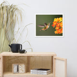 Hummingbird with Little Yellow-Orange Flowers Animal Wildlife Photograph Framed Wall Art Prints