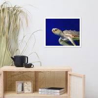 Sea Turtle 2 Animal Wildlife Photograph Framed Wall Art Prints
