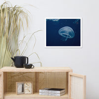 Small Blue Jelly Animal Wildlife Photograph Framed Wall Art Prints
