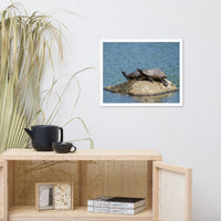 Sunshine Rock with Turtles Animal Wildlife Photograph Framed Wall Art Prints
