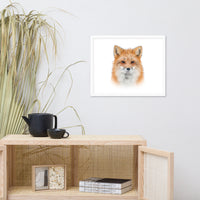 Young Red Fox Face On White Animal Wildlife Nature Framed Wall Art Prints
