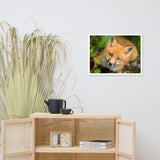 Young Red Fox Face Animal Wildlife Nature Photograph Framed Wall Art Prints