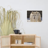 Aries the White Wolf Wildlife Photo Framed Wall Art Print