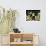 Baby Brown Bear Cubs In Forest Wildlife Photo Framed Wall Art Print