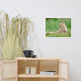 Baby Red Fox Chillin Wildlife Photo Framed Wall Art Prints