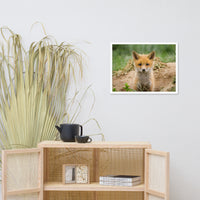 Baby Red Fox Coming Out Wildlife Photo Framed Wall Art Prints