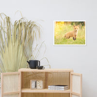 Baby Red Fox in the Sun Wildlife Photo Framed Wall Art Prints