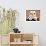 Bald Eagle Portrait Close-up 2 Wildlife Photograph Framed Wall Art Prints