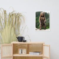 Big Standing Brown Bear On Mountain Top Animal Wildlife Photograph Framed Wall Art Prints
