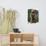 Big Standing Brown Bear On Mountain Top Animal Wildlife Photograph Framed Wall Art Prints