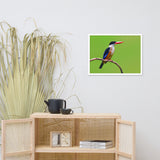 Black Capped Kingfisher Bird on Perch Animal Wildlife Photograph Framed Wall Art Prints