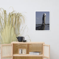 Bob The Pelican Bird Color Wildlife Photo Framed Wall Art Prints