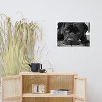 Cane Corso on Porch Animal Dog Black & White Framed Wall Art Prints