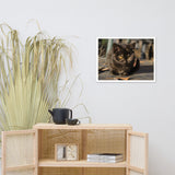 Chocolate the Stray Kitten Animal Wildlife Cat Photograph Framed Wall Art Prints