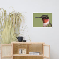 Close-up Ruby-throated Hummingbird Animal Wildlife Photograph Framed Wall Art Prints